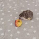 IMG 20260313 114002 150x150 - Zwierzęta"