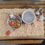 IMG 20260313 115347 150x150 - Zwierzęta"