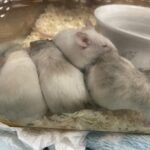 IMG 9582 150x150 - zwierzątka