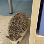 IMG 9593 150x150 - zwierzątka