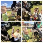 C5856E68 933D 4B35 AA1A FFC6FF78C723 COLLAGE 150x150 - Gruszki odwiedzają alpaki